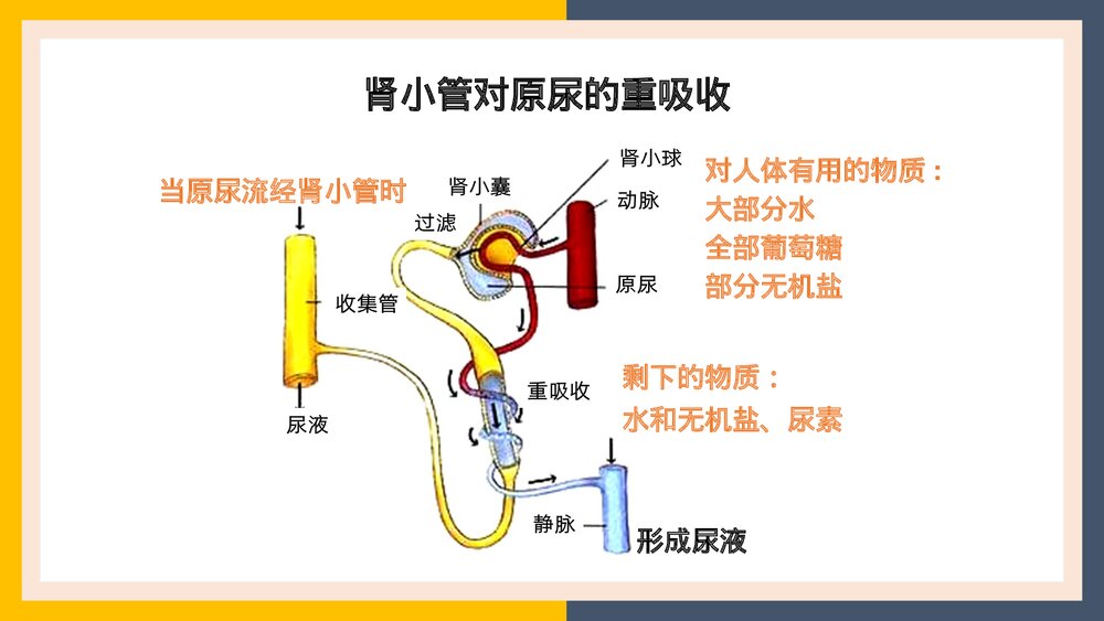 人教版生物·七年级下册《人体内废物的排出尿的形成和排出》PPT课件8