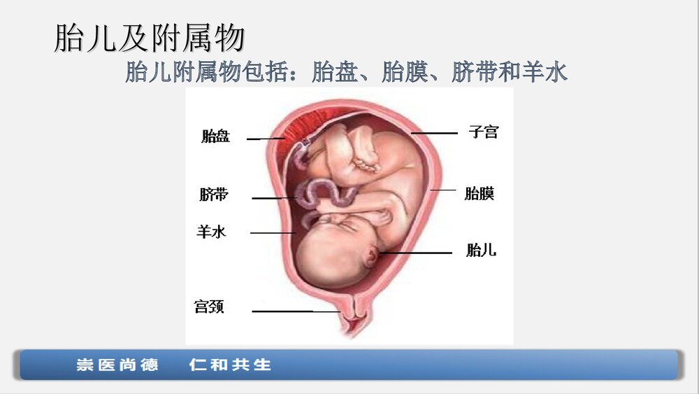 子宫下段剖宫产术手术配合与护理查房ppt课件下载9