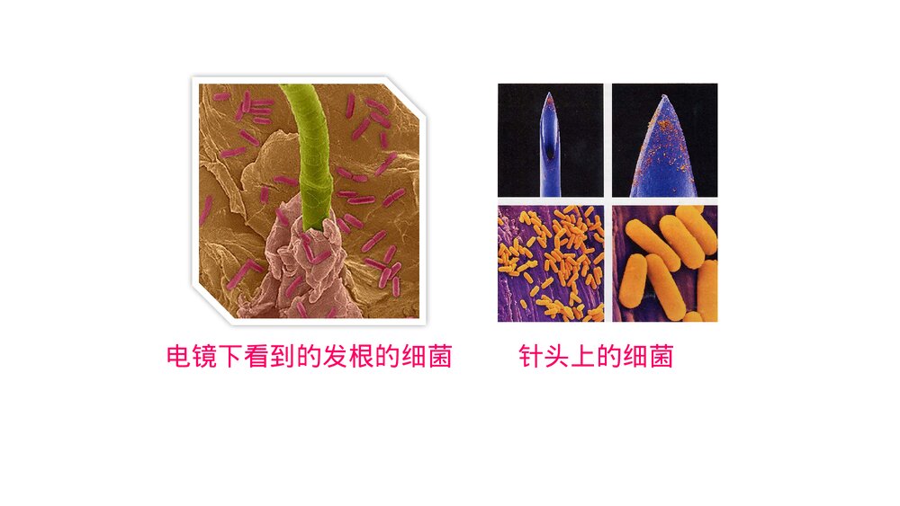 八年级生物上册《细菌》PPT课件(第5.4.2课时)7