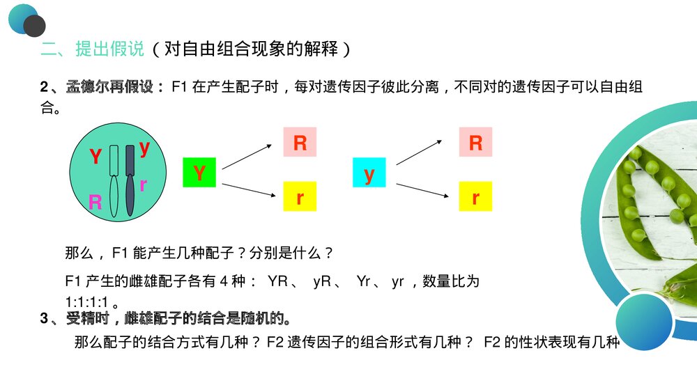 高一下册生物必修二《豌豆杂交实验》PPT课件(第1.1课时)6