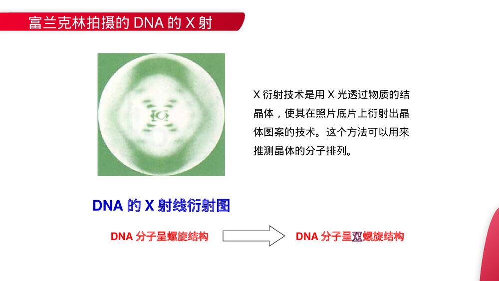 高一下册生物必修二《DNA分子的结构》PPT课件(第3.2课时)3
