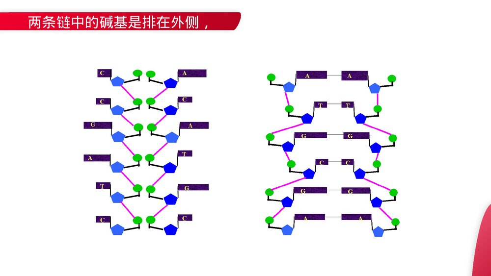 高一下册生物必修二《DNA分子的结构》PPT课件(第3.2课时)8