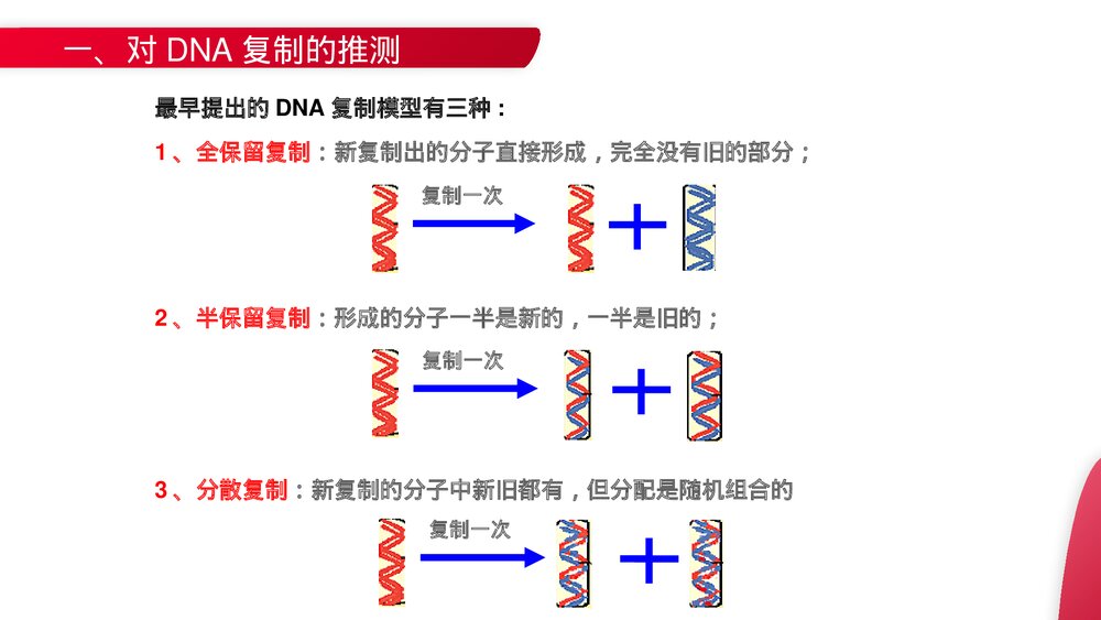 高一下册生物必修二《DNA的复制》PPT课件(第3.3课时)3