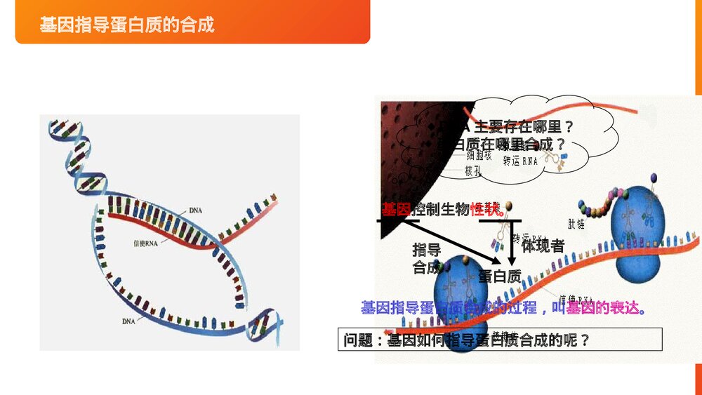 高一下册生物必修二《基因指导蛋白质的合成》PPT课件(第4.1课时)2
