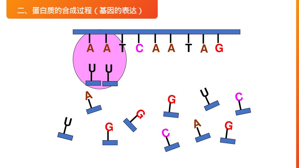 高一下册生物必修二《基因指导蛋白质的合成》PPT课件(第4.1课时)9