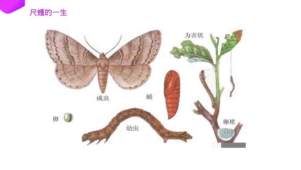 高一下册生物必修二《种群基因频率的改变与生物进化》PPT课件(第7.2.1课时)3