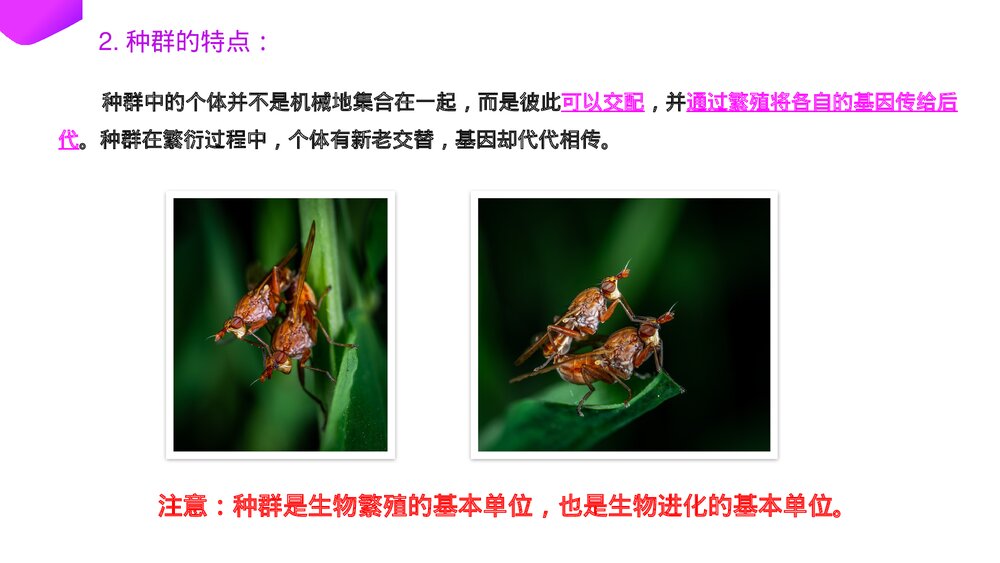 高一下册生物必修二《种群基因频率的改变与生物进化》PPT课件(第7.2.1课时)6