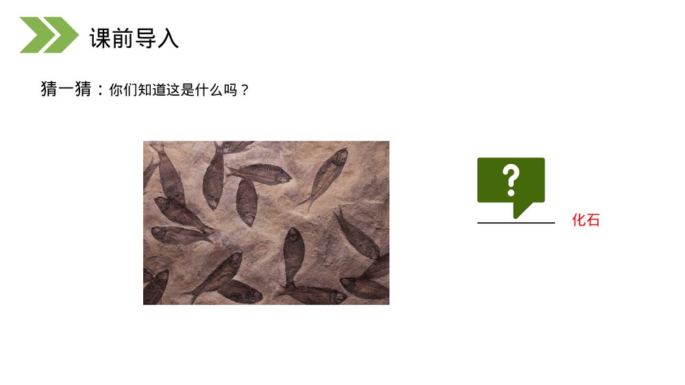 人教版初中生物八年级下册《生物进化的历程》PPT课件3