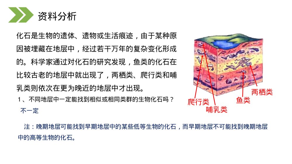 人教版初中生物八年级下册《生物进化的历程》PPT课件6