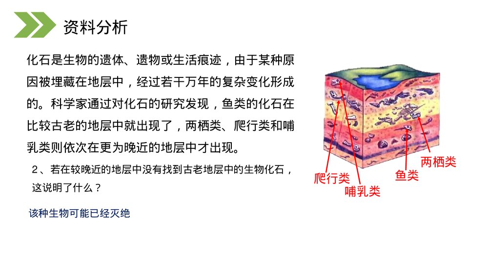人教版初中生物八年级下册《生物进化的历程》PPT课件7