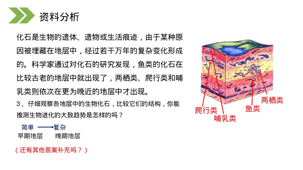 人教版初中生物八年级下册《生物进化的历程》PPT课件8