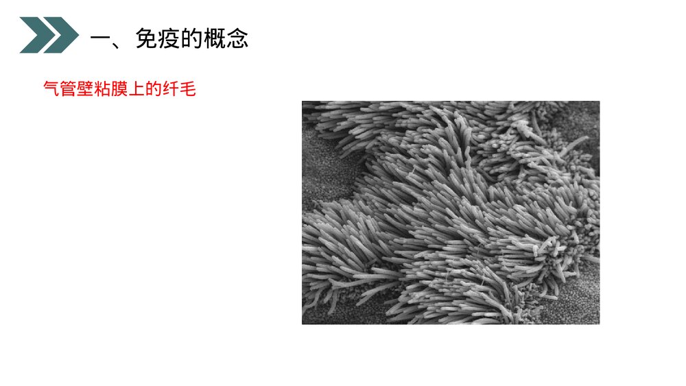 人教版初中生物八年级下册《免疫与计划免疫》PPT课件5