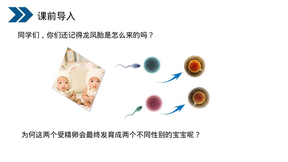人教版初中生物八年级下册《生物的遗传和变异(人的性别遗传)》PPT课件2