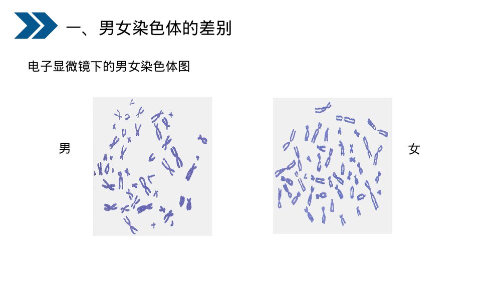 人教版初中生物八年级下册《生物的遗传和变异(人的性别遗传)》PPT课件5