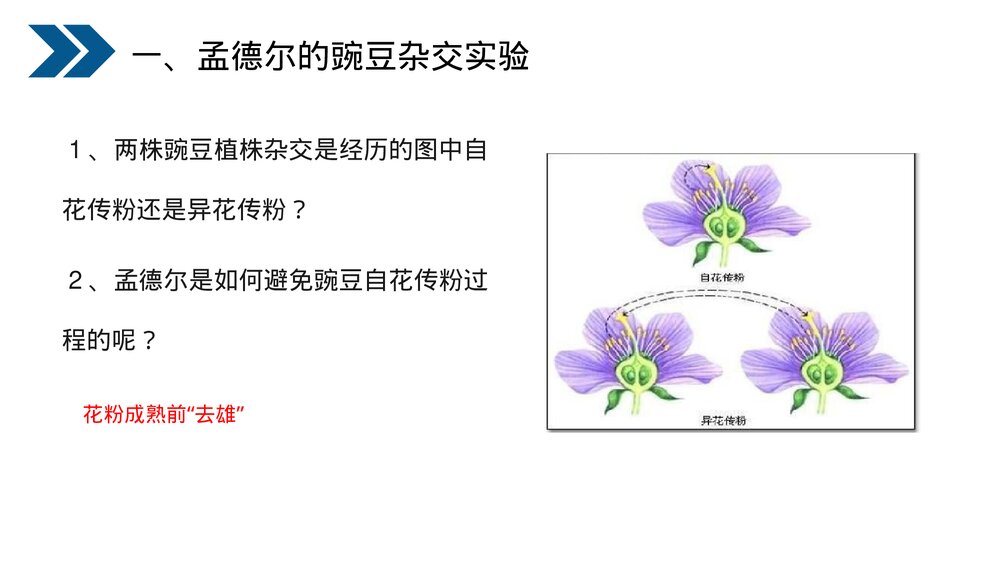人教版初中生物八年级下册《生物的遗传和变异(基因的显性和隐性)》PPT课件8