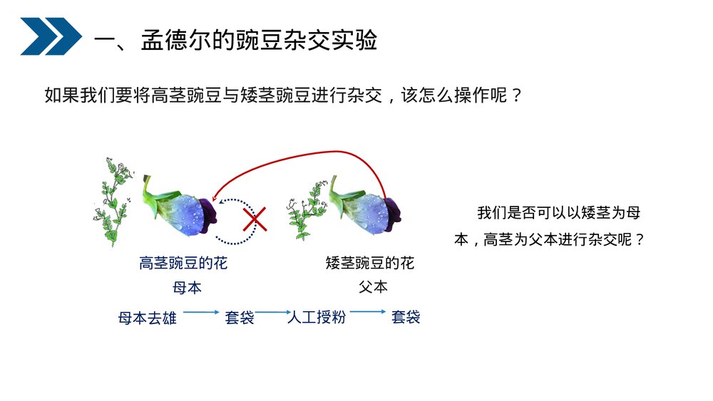 人教版初中生物八年级下册《生物的遗传和变异(基因的显性和隐性)》PPT课件9