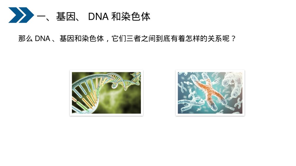 人教版初中生物八年级下册《生物的遗传和变异(基因在亲子代间的传递)》PPT课件8