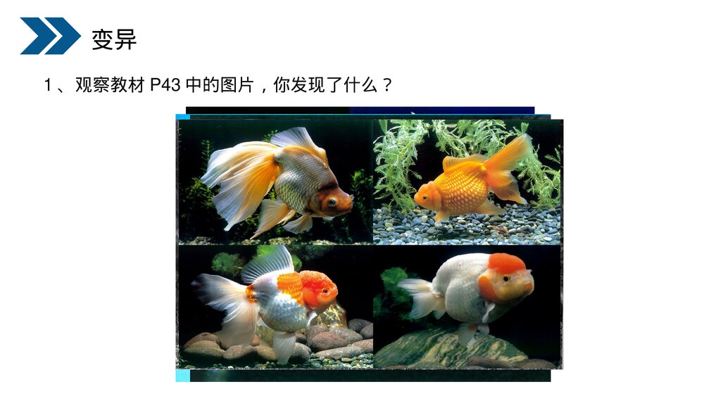 人教版初中生物八年级下册《生物的遗传和变异(生物的变异)》PPT课件5