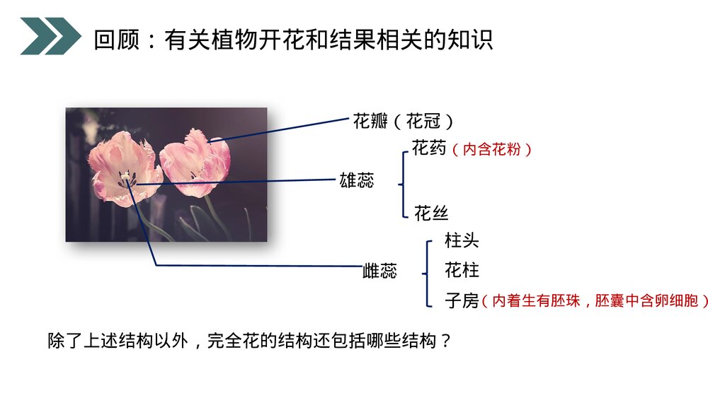 人教版初中生物八年级下册《生物的生殖和发育(植物的生殖)》PPT课件3