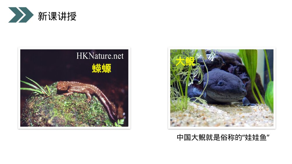 人教版初中生物八年级下册《两栖动物的生殖和发育》PPT课件7
