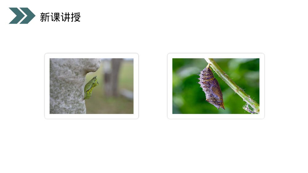人教版初中生物八年级下册《昆虫的生殖和发育》PPT课件5
