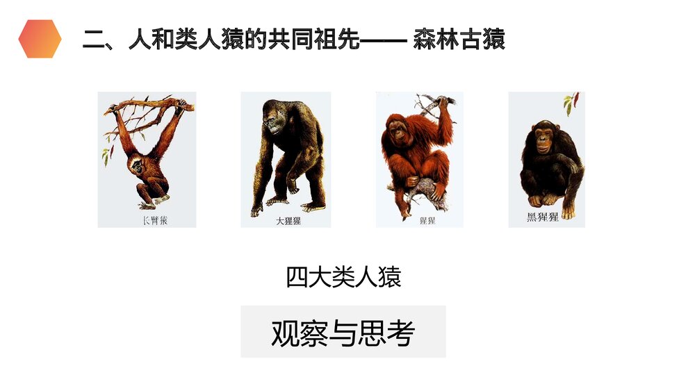 人教版生物七年级初一下册《人类的起源和发展》PPT课件4