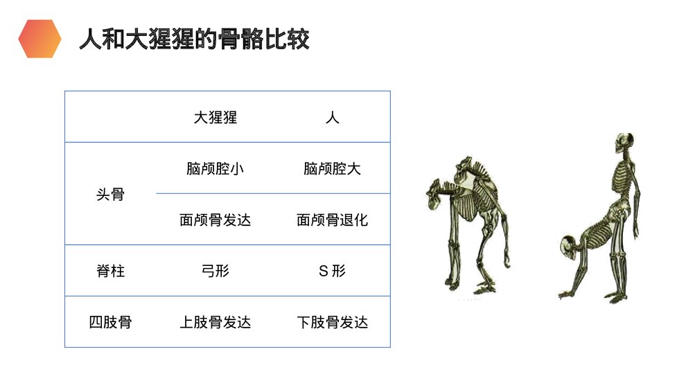 人教版生物七年级初一下册《人类的起源和发展》PPT课件8
