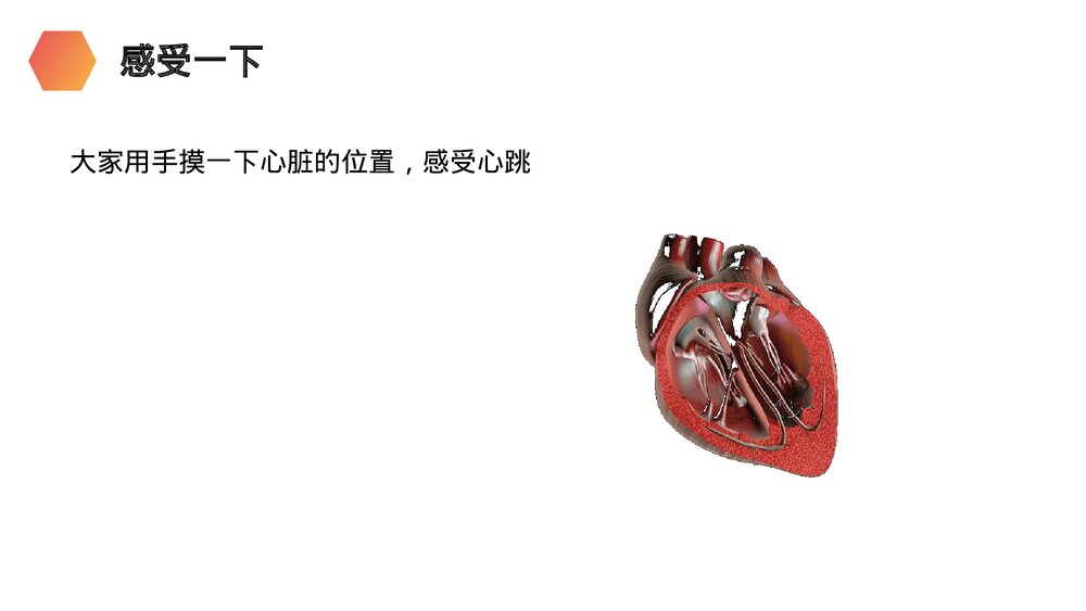 人教版生物七年级初一下册《输送血液的泵(心脏)》PPT课件4