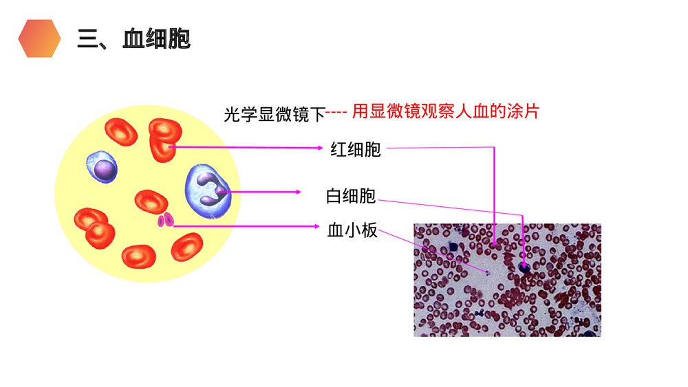 人教版生物七年级初一下册《流动的组织(血液)》PPT课件6