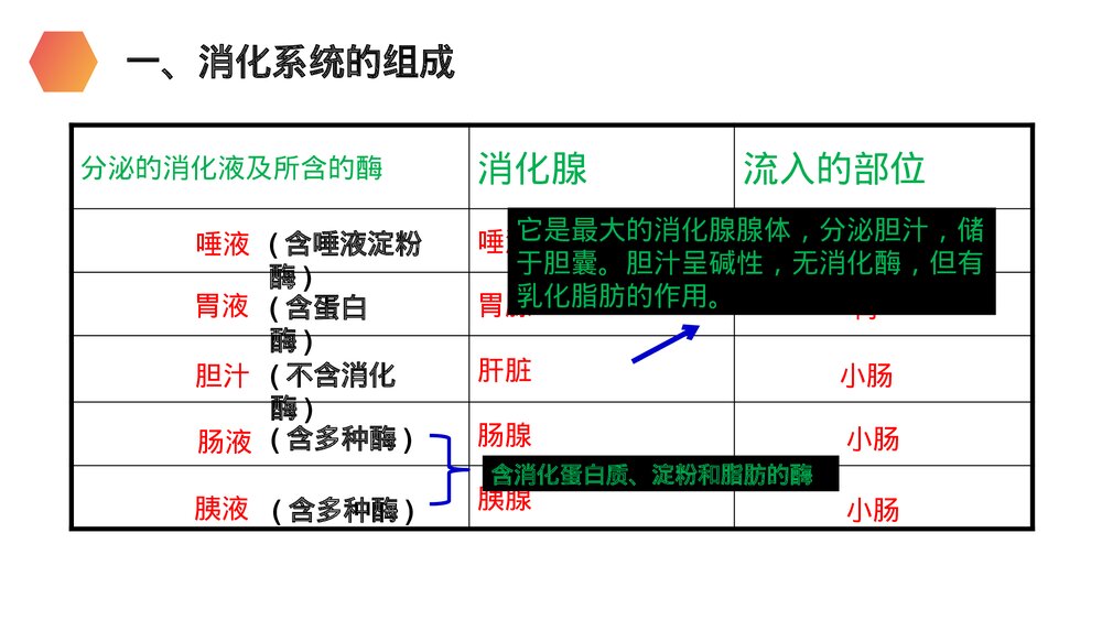 人教版生物七年级初一下册《消化和吸收》PPT课件10