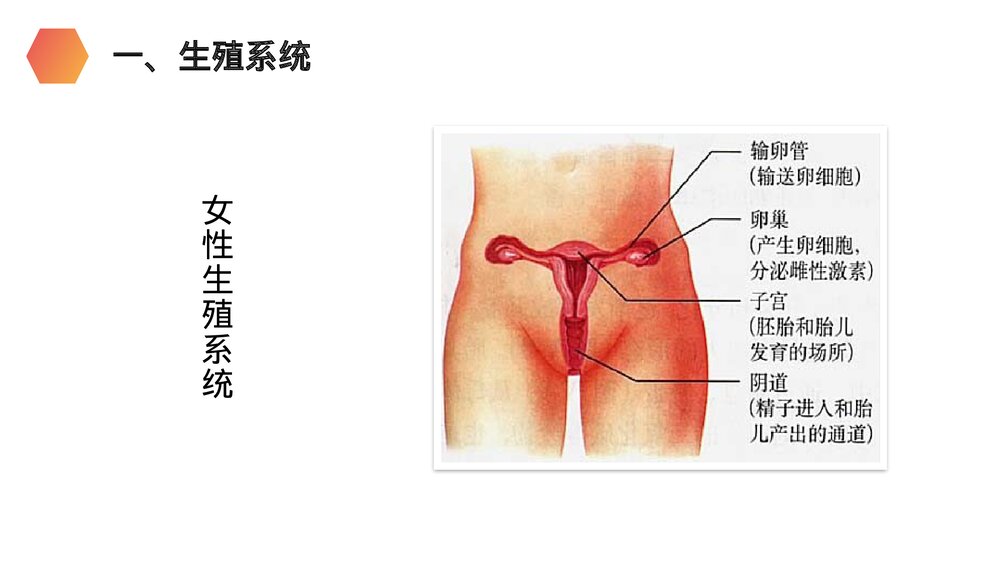 人教版生物七年级初一下册《人的生殖》PPT课件6