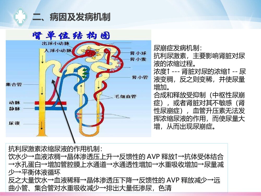 一例尿崩的的护理查房PPT课件(共20页)5