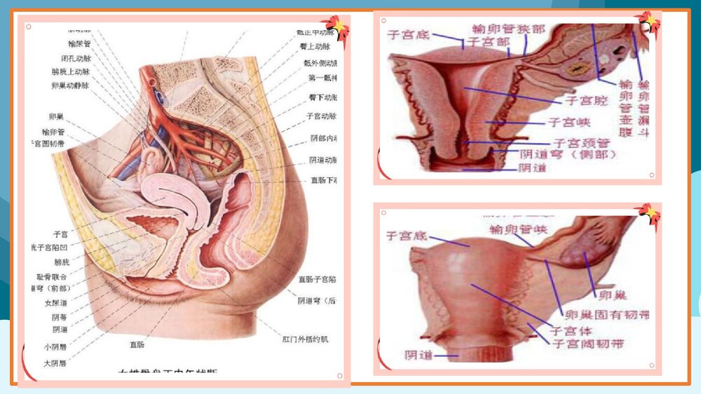 女孩青春期生理卫生知识讲座PPT课件(共27页)5