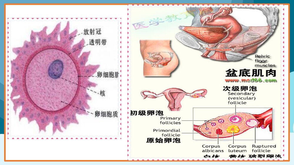 女孩青春期生理卫生知识讲座PPT课件(共27页)9