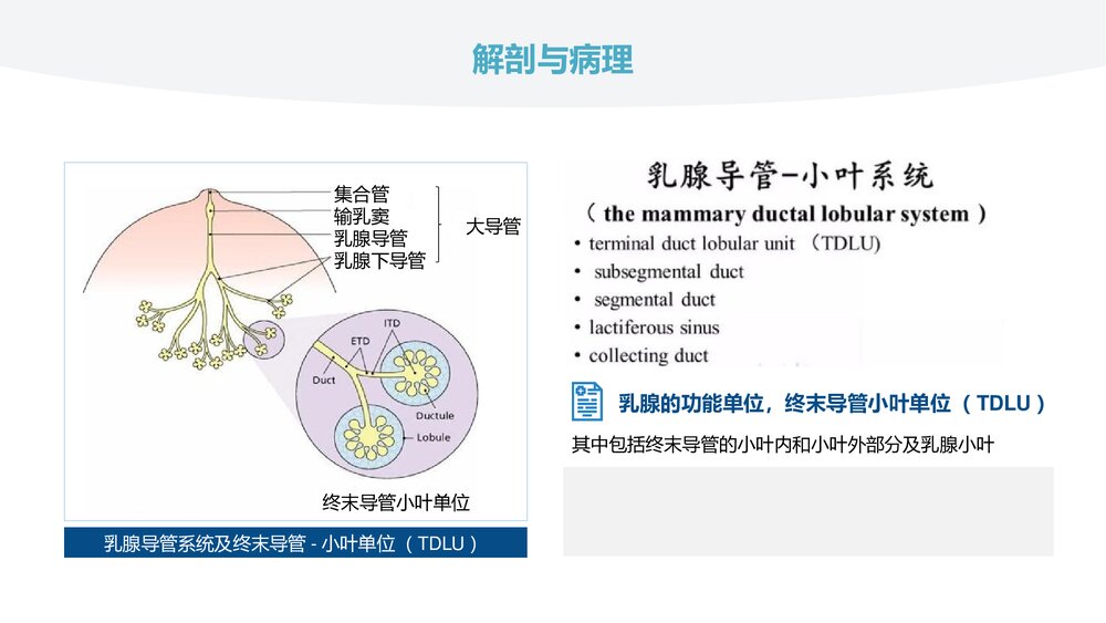 乳腺导管原位癌的超声诊断PPT课件(共31页)6