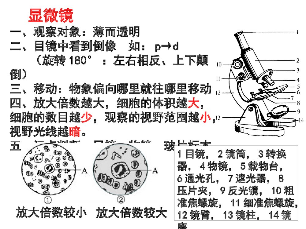 人教版生物七年级上册《重要概念和图片复习》PPT课件下载10