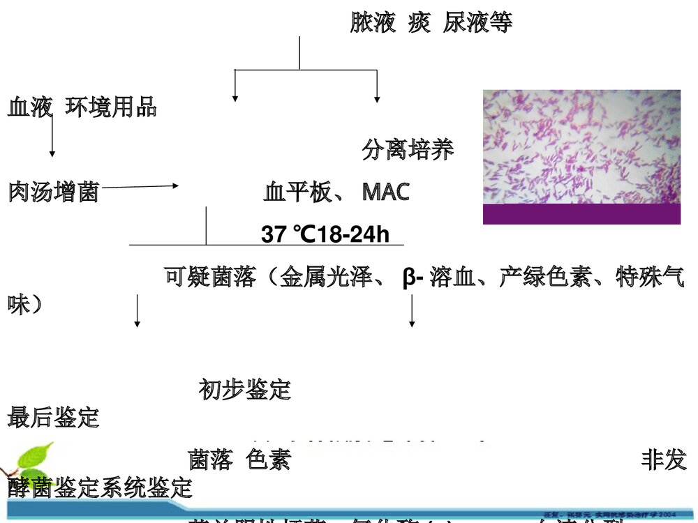 铜绿假单胞菌感染耐药性PPT课件下载8