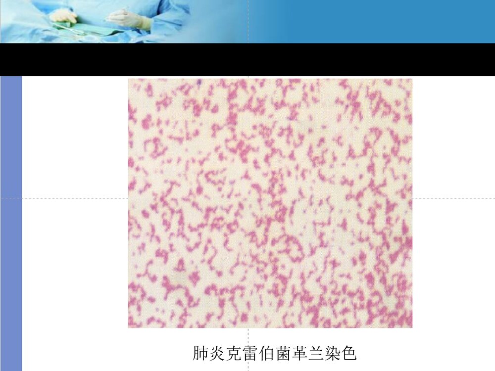 克雷伯菌属PPT课件下载5