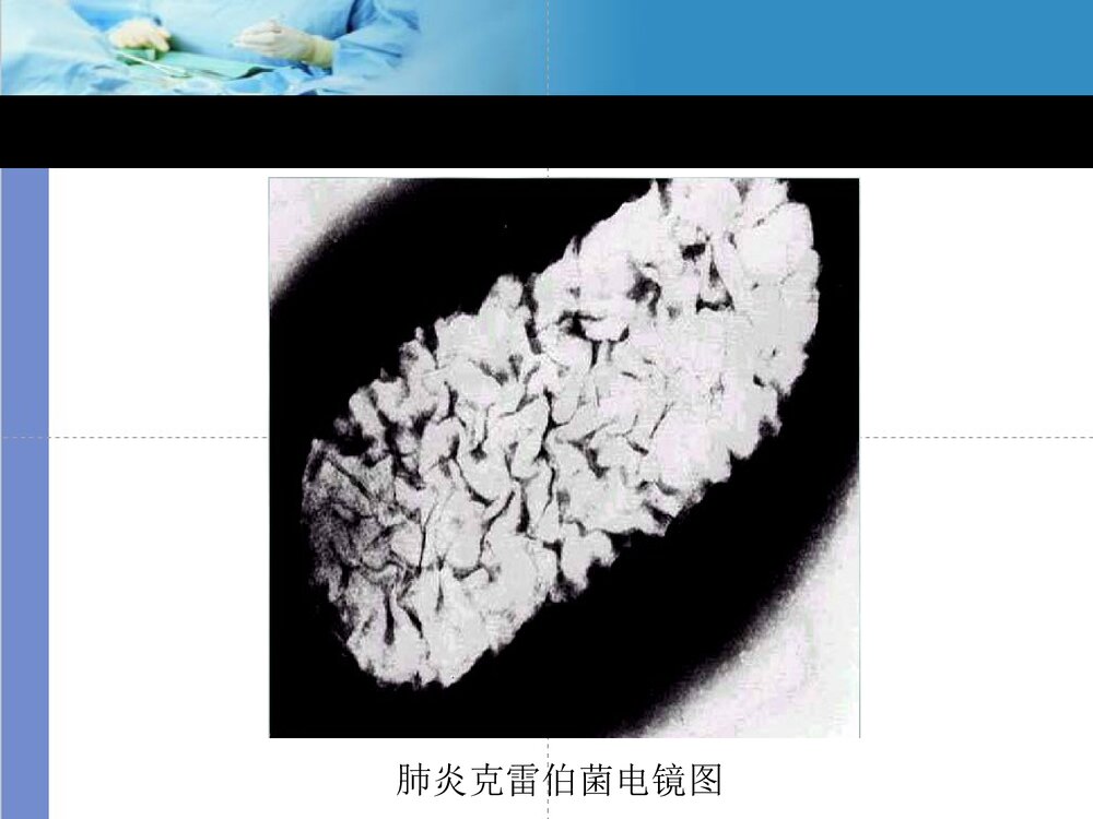 克雷伯菌属PPT课件下载6