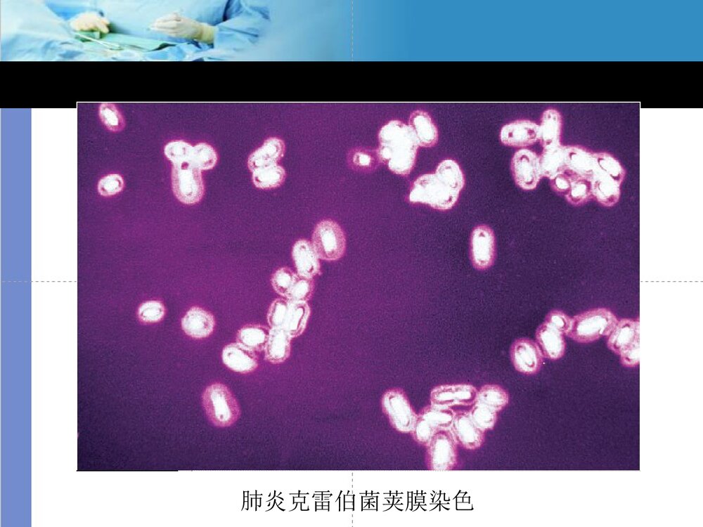 克雷伯菌属PPT课件下载7