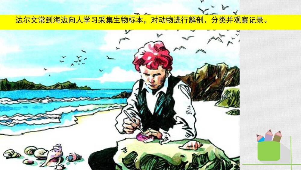人教版八年级生物下册 画故事:达尔文和他的进化思想 教学课件PPT下载3
