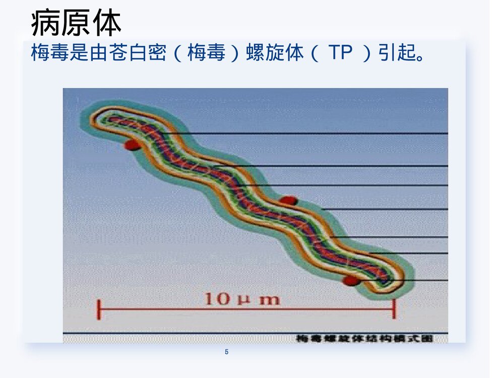 梅毒的鉴别诊断PPT课件下载(共56页·可编辑修改)5
