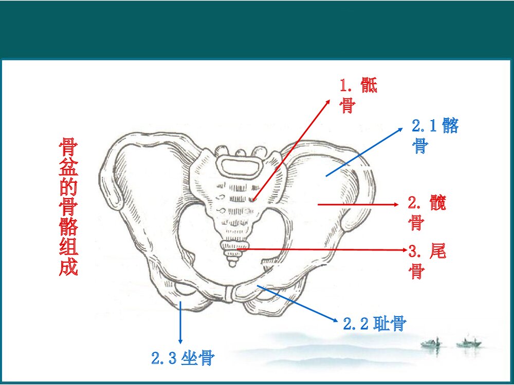 女性生殖系统解剖与生理PPT课件下载(共102页·可编辑修改)4