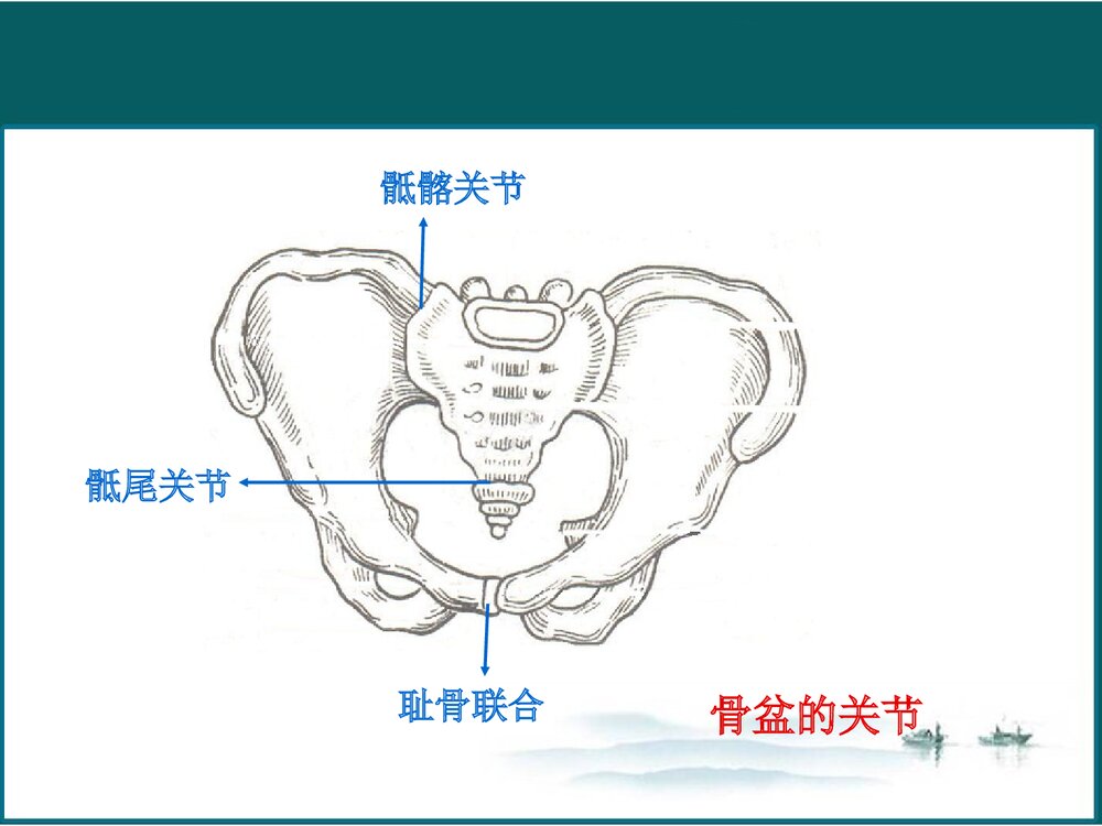 女性生殖系统解剖与生理PPT课件下载(共102页·可编辑修改)6