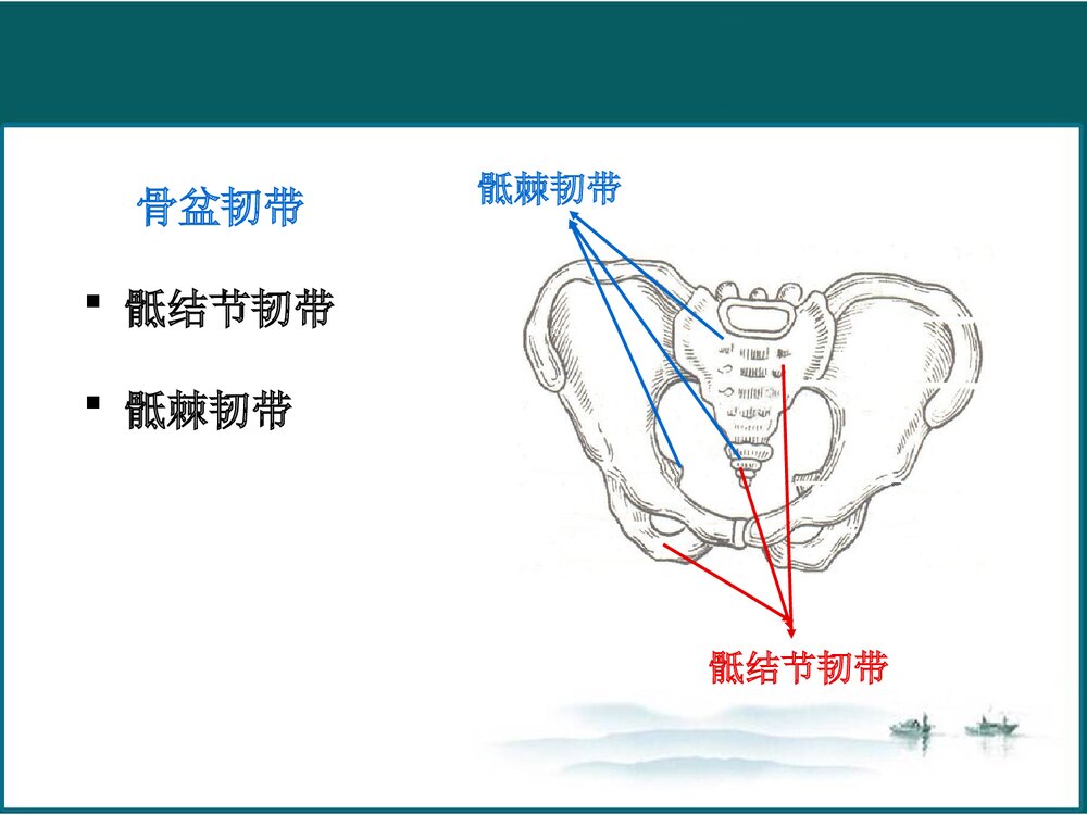 女性生殖系统解剖与生理PPT课件下载(共102页·可编辑修改)7