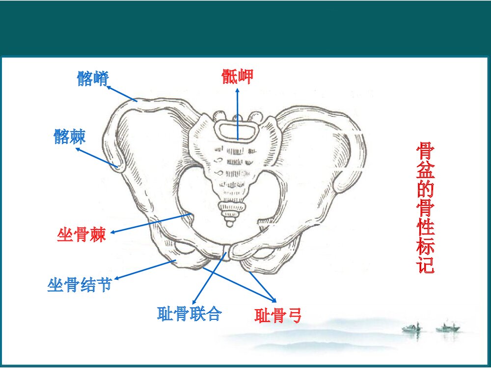 女性生殖系统解剖与生理PPT课件下载(共102页·可编辑修改)10