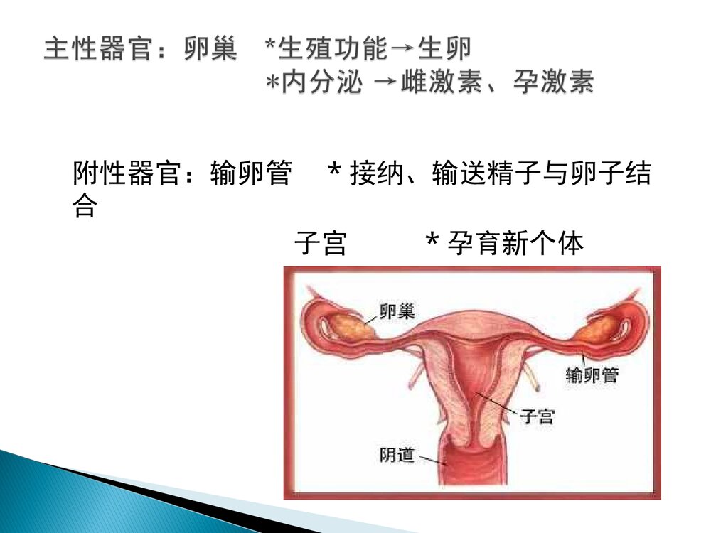 女性生殖系统培训课件PPT下载5