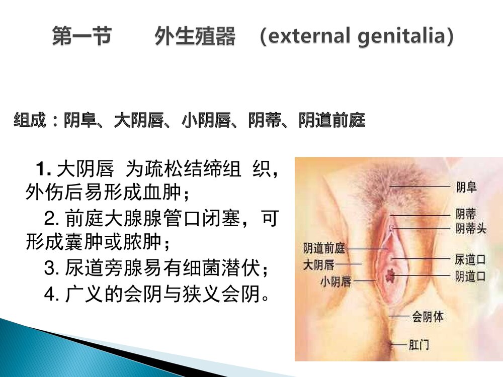 女性生殖系统培训课件PPT下载6