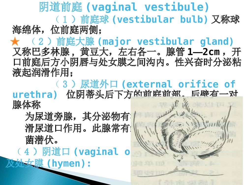女性生殖系统培训课件PPT下载9