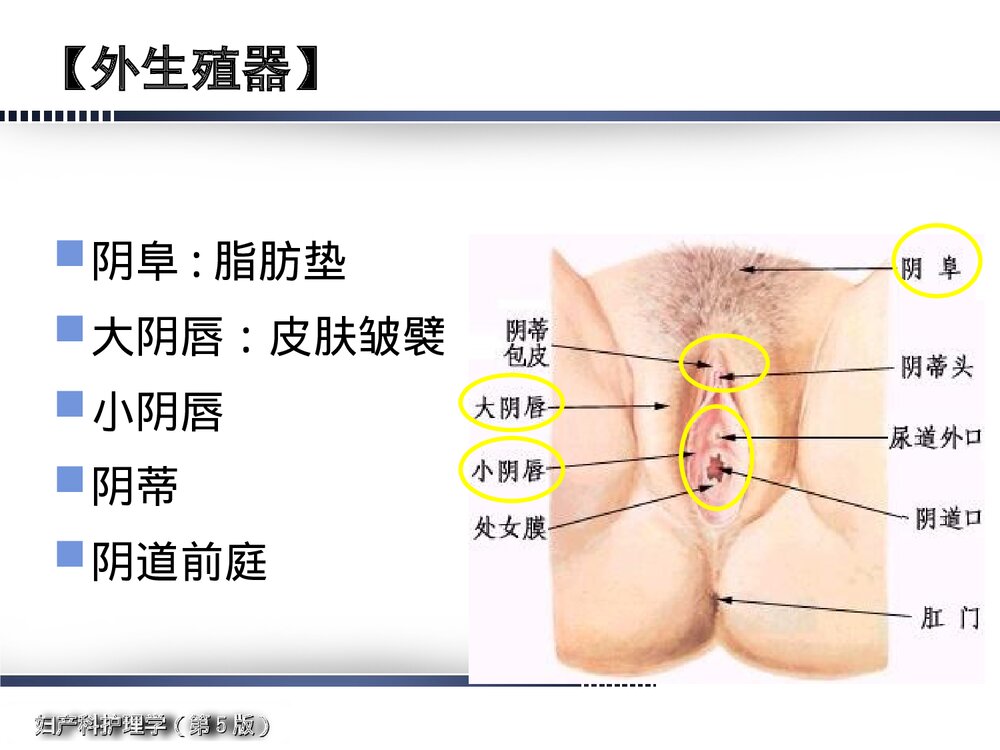 妇产科护理学·女性生殖系统解剖与生理概述PPT课件下载3